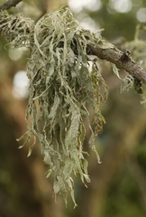 Ramalina subleptocarpha