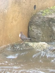 Cinclus cinclus gularis