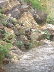 Cinclus cinclus gularis