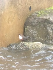 Cinclus cinclus gularis