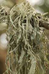 Ramalina subleptocarpha