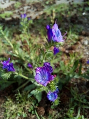 Echium plantagineum