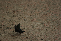 Papilio bianor
