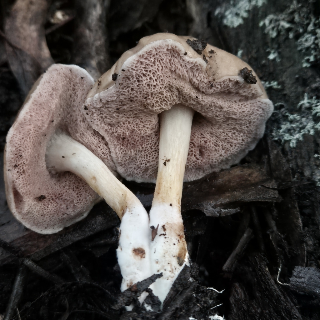 Fistulinella mollis · July 2025 · photo: © pel56 (iNaturalist, cc0)