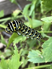 Papilio polyxenes