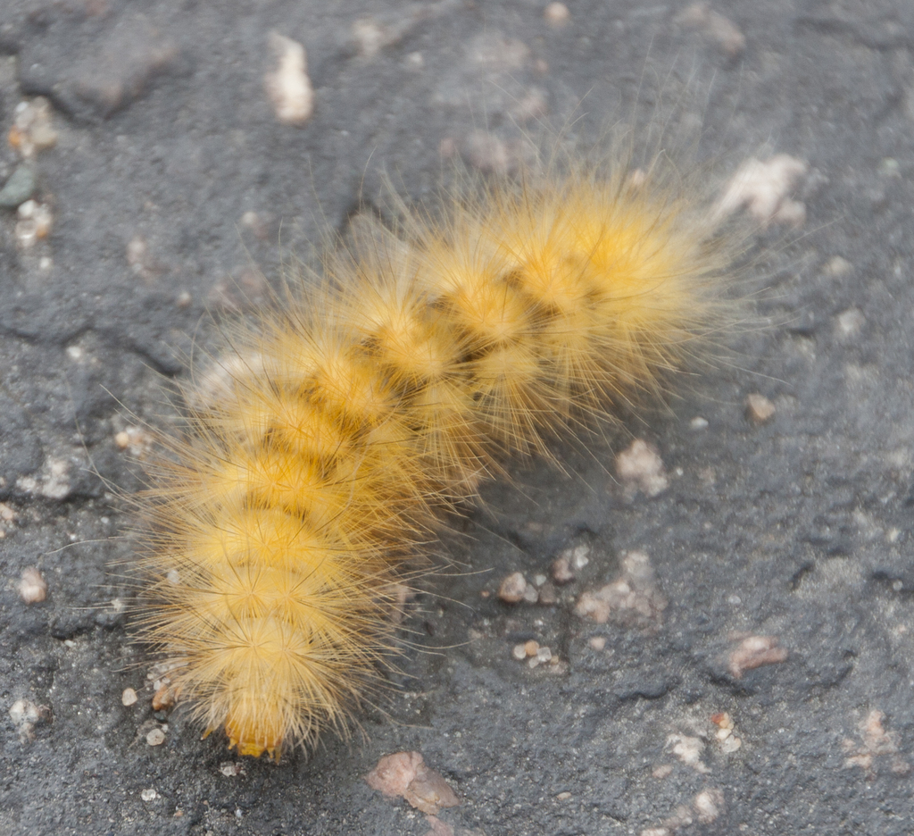 yellow bear caterpillar