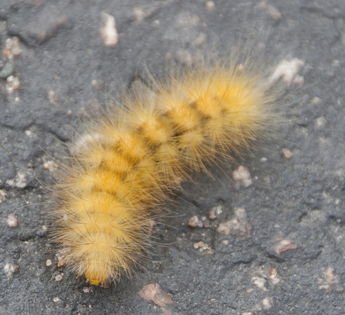 Virginian Tiger Moth, photo 6 of 10