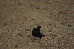 Papilio bianor