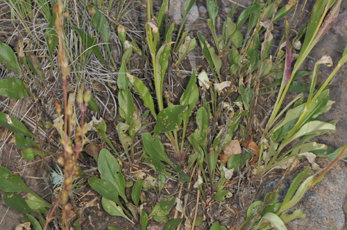 Inflated Beardtongue (Penstemon inflatus)