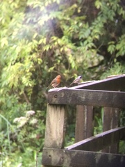 Periparus ater britannicus