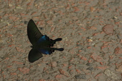 Papilio bianor