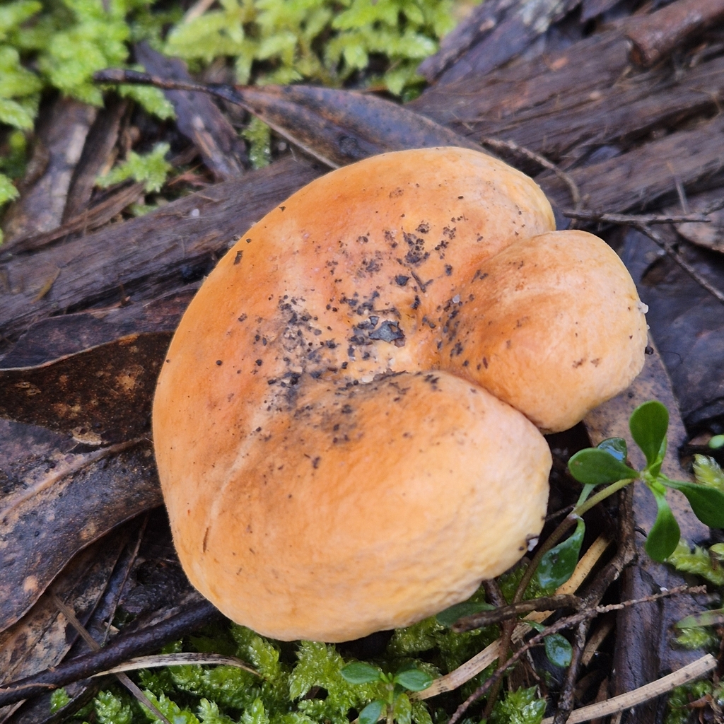 Lactifluus flocktoniae