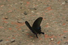 Papilio bianor