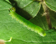 Pristiphora punctifrons