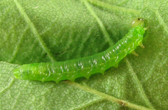 Pristiphora punctifrons