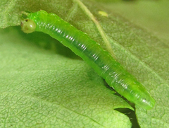 Pristiphora punctifrons