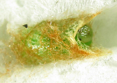 Pristiphora punctifrons
