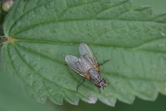 Helina impuncta