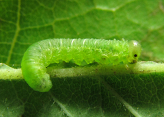 Pristiphora punctifrons