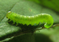 Pristiphora punctifrons