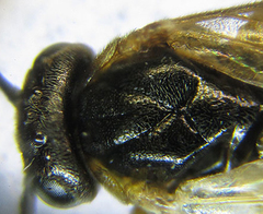 Pristiphora punctifrons