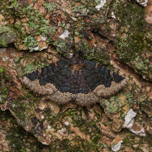 Horrid Zale Moth photo 5