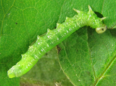 Pristiphora punctifrons