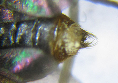 Pristiphora punctifrons