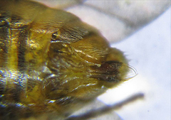 Pristiphora punctifrons