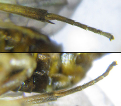 Pristiphora punctifrons