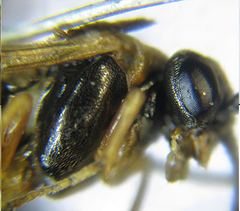 Pristiphora punctifrons