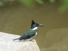 Chloroceryle amazona