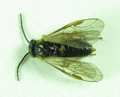 Pristiphora punctifrons