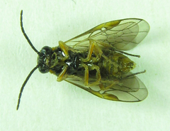 Pristiphora punctifrons
