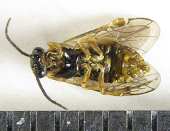 Pristiphora punctifrons