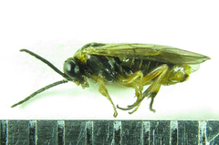 Pristiphora punctifrons