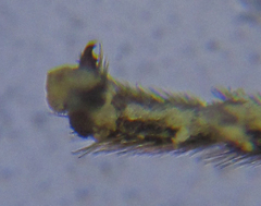 Pristiphora punctifrons