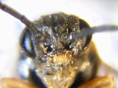Pristiphora punctifrons
