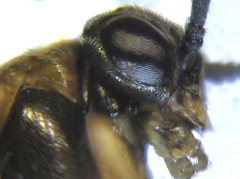Pristiphora punctifrons