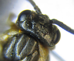 Pristiphora punctifrons