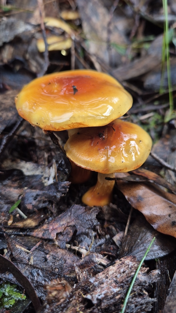 Cortinarius sinapicolor · July 2025 · photo: © pel56 (iNaturalist, cc0)
