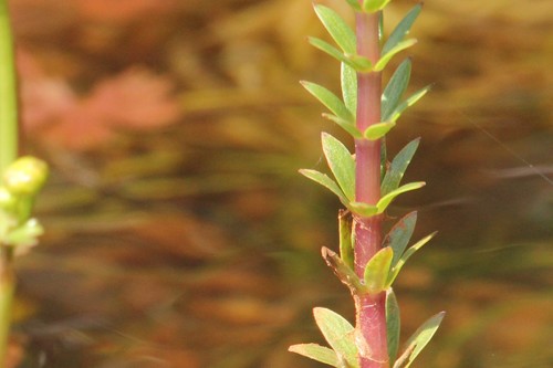 Image of Hippuris lanceolata by (c) Quinten Wiegersma, some rights reserved (CC BY)