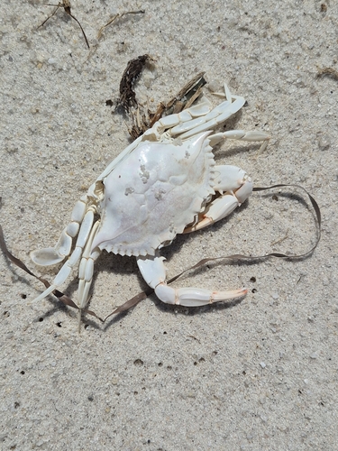 Blue Crab