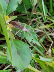 Chariesterus antennator