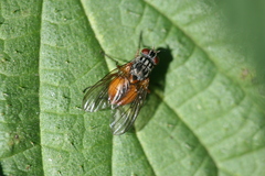 Phaonia subventa