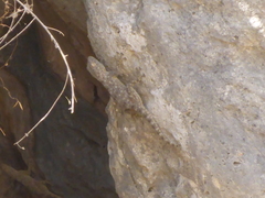 Ptyodactylus guttatus
