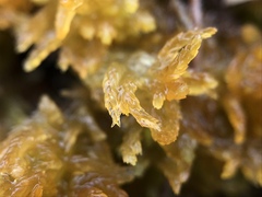Sphagnum tenellum
