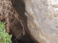 Ptyodactylus guttatus