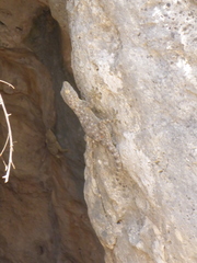 Ptyodactylus guttatus