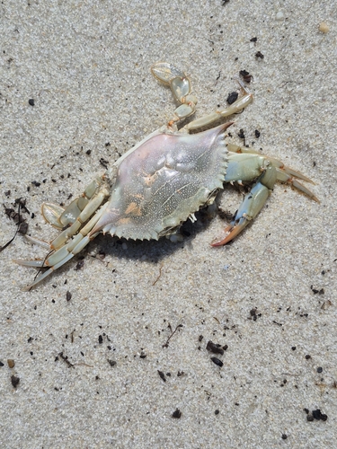 Blue Crab
